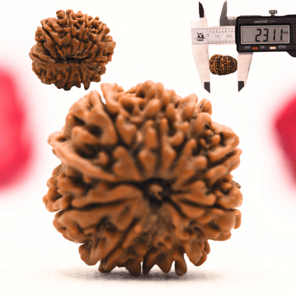 12 Mukhi Nepali Rudraksha - Regular