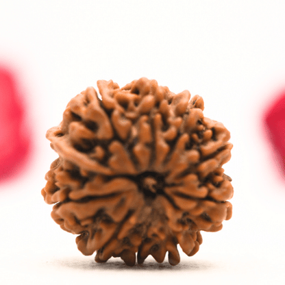 12 Mukhi Nepali Rudraksha - Regular