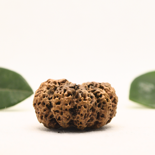 12 Mukhi Nepali Rudraksha - Super Collector