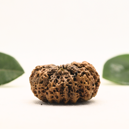 12 Mukhi Nepali Rudraksha - Super Collector