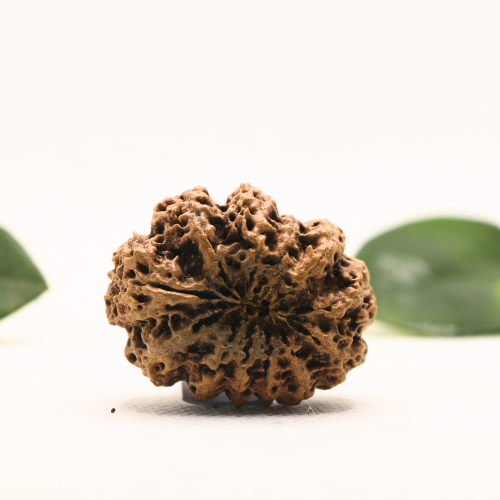 12 Mukhi Nepali Rudraksha - Super Collector