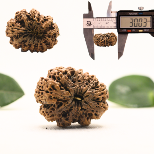 12 Mukhi Nepali Rudraksha - Super Collector