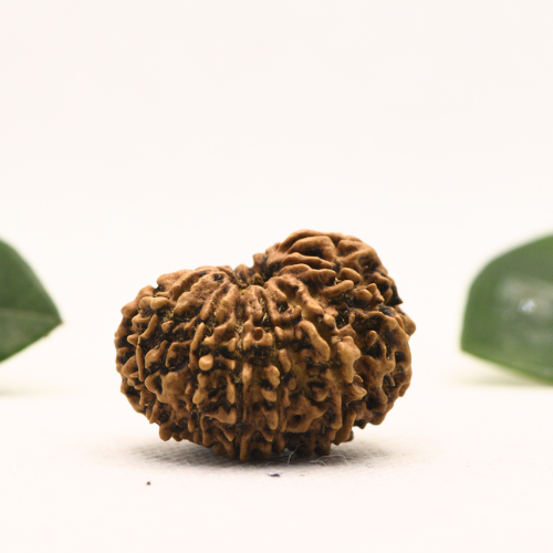 12 Mukhi Nepali Rudraksha - Super Collector