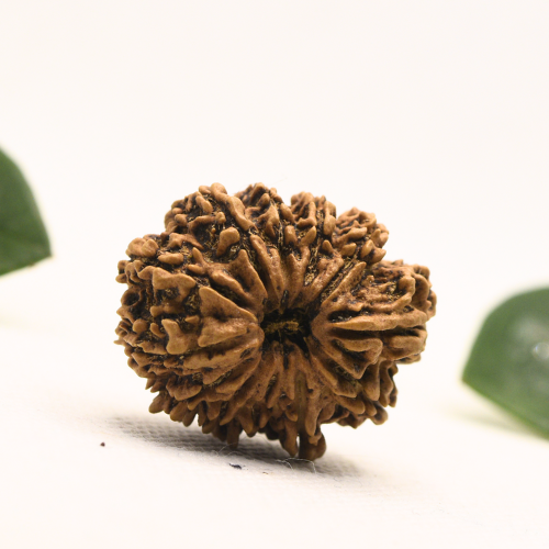 12 Mukhi Nepali Rudraksha - Super Collector
