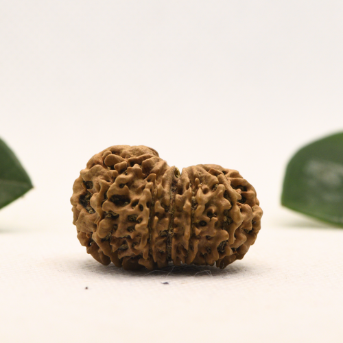 12 Mukhi Nepali Rudraksha - Super Collector