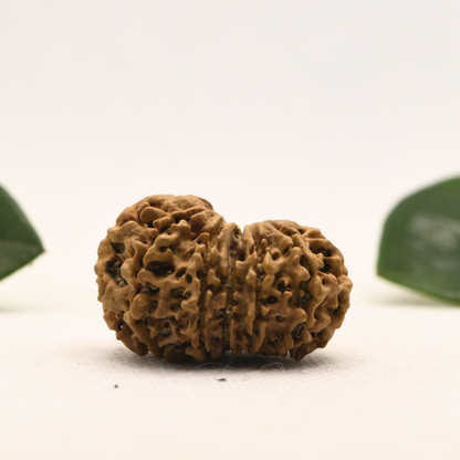 12 Mukhi Nepali Rudraksha - Super Collector