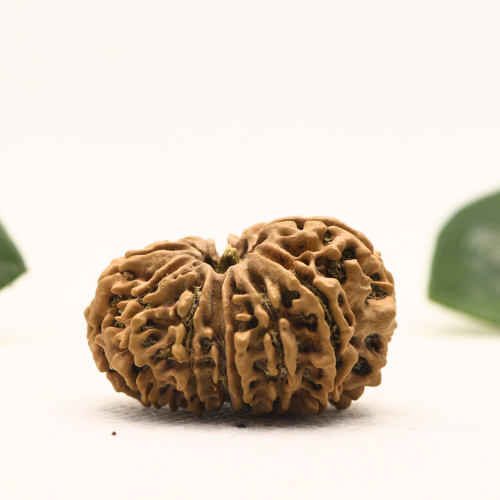 12 Mukhi Nepali Rudraksha - Super Collector