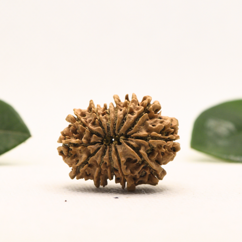 12 Mukhi Nepali Rudraksha - Super Collector
