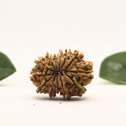 12 Mukhi Nepali Rudraksha - Super Collector