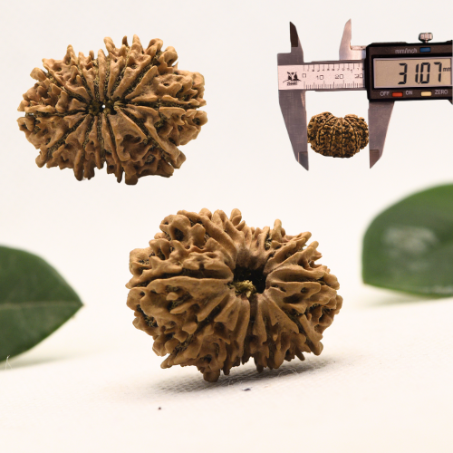 12 Mukhi Nepali Rudraksha - Super Collector