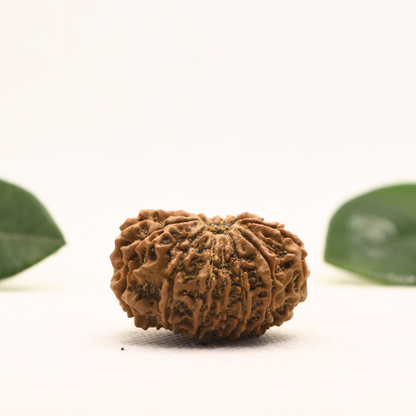 12 Mukhi Nepali Rudraksha - Super Collector