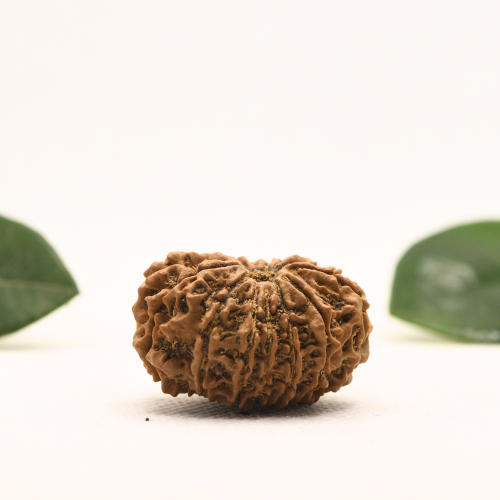 12 Mukhi Nepali Rudraksha - Super Collector