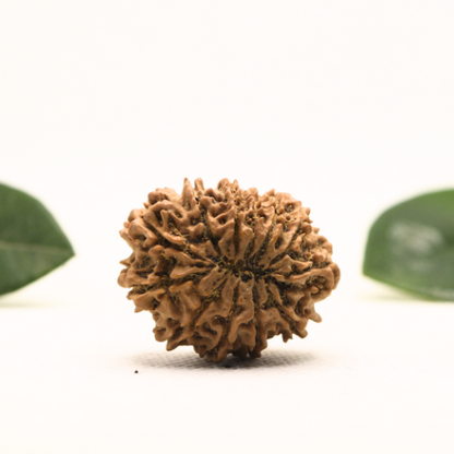 12 Mukhi Nepali Rudraksha - Super Collector