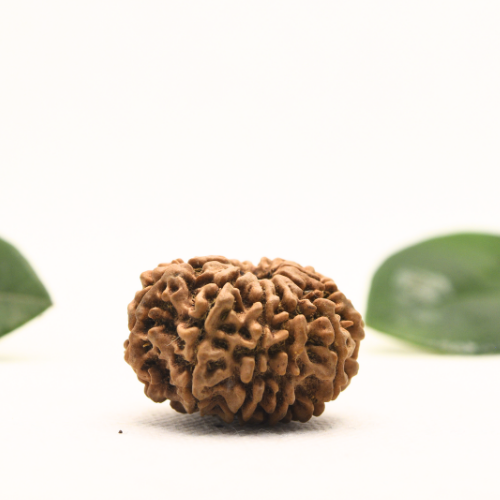 12 Mukhi Nepali Rudraksha - Super Collector