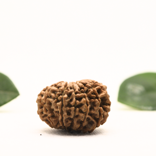 12 Mukhi Nepali Rudraksha - Super Collector