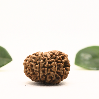 12 Mukhi Nepali Rudraksha - Super Collector