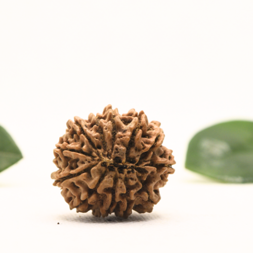 12 Mukhi Nepali Rudraksha - Super Collector