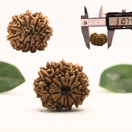 12 Mukhi Nepali Rudraksha - Super Collector