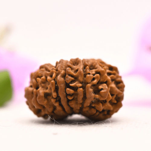 13 Mukhi Nepali Rudraksha - Large