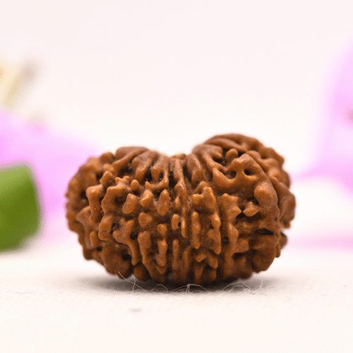 13 Mukhi Nepali Rudraksha - Large