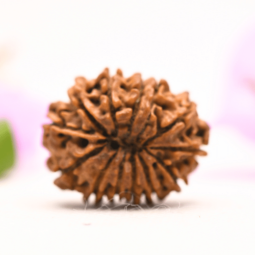 13 Mukhi Nepali Rudraksha - Large