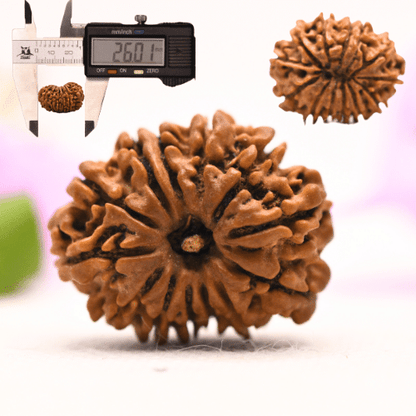 13 Mukhi Nepali Rudraksha - Large