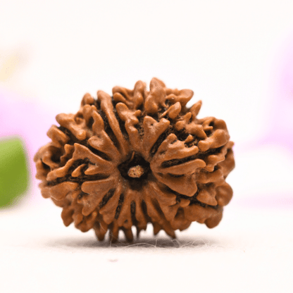 13 Mukhi Nepali Rudraksha - Large