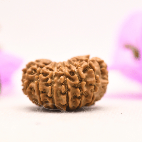 13 Mukhi Nepali Rudraksha - Large