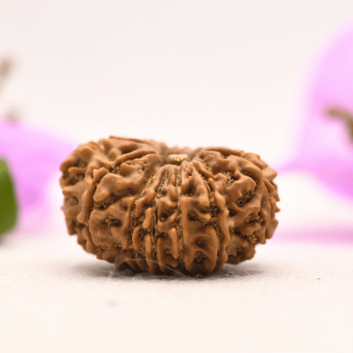 13 Mukhi Nepali Rudraksha - Large
