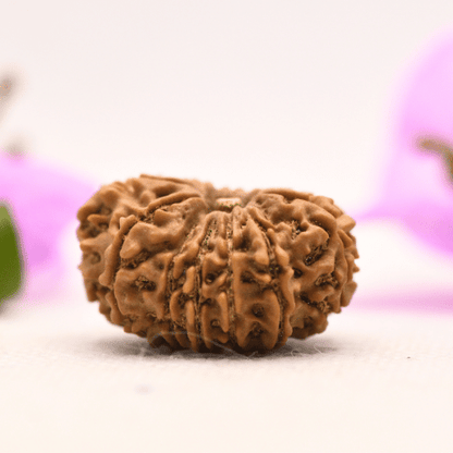 13 Mukhi Nepali Rudraksha - Large