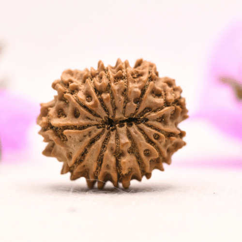 13 Mukhi Nepali Rudraksha - Large