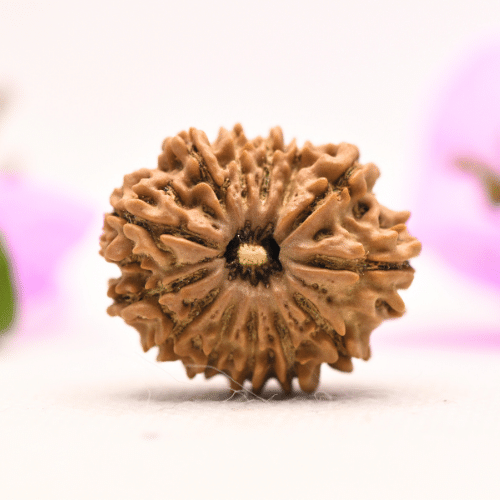 13 Mukhi Nepali Rudraksha - Large