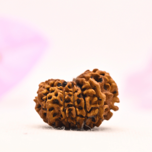 13 Mukhi Nepali Rudraksha - Large
