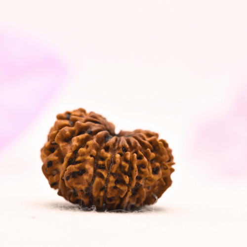 13 Mukhi Nepali Rudraksha - Large