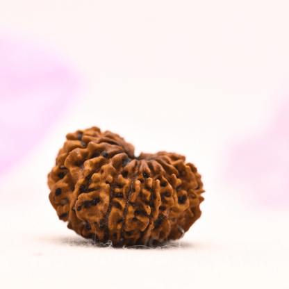 13 Mukhi Nepali Rudraksha - Large