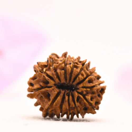 13 Mukhi Nepali Rudraksha - Large