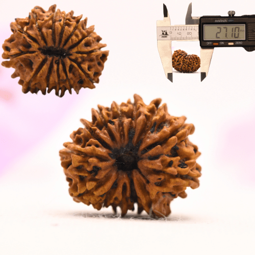13 Mukhi Nepali Rudraksha - Large