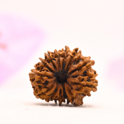 13 Mukhi Nepali Rudraksha - Large