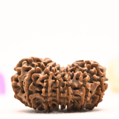 13 Mukhi Nepali Rudraksha - Super Collector