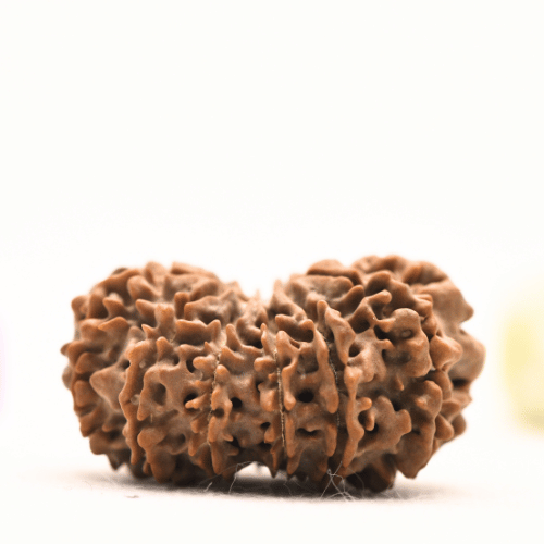 13 Mukhi Nepali Rudraksha - Super Collector