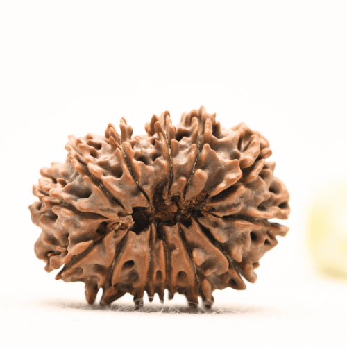 13 Mukhi Nepali Rudraksha - Super Collector