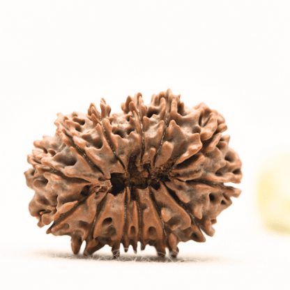13 Mukhi Nepali Rudraksha - Super Collector