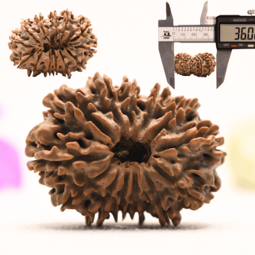 13 Mukhi Nepali Rudraksha - Super Collector