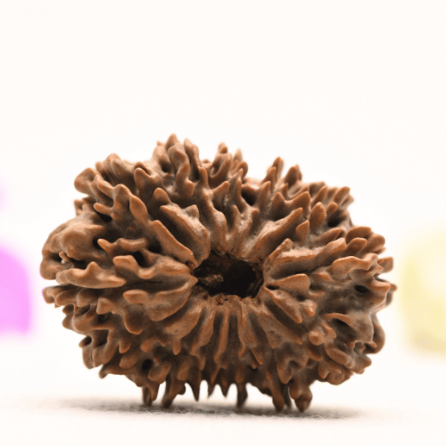 13 Mukhi Nepali Rudraksha - Super Collector