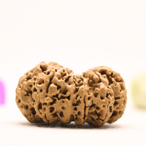 13 Mukhi Nepali Rudraksha - Super Collector