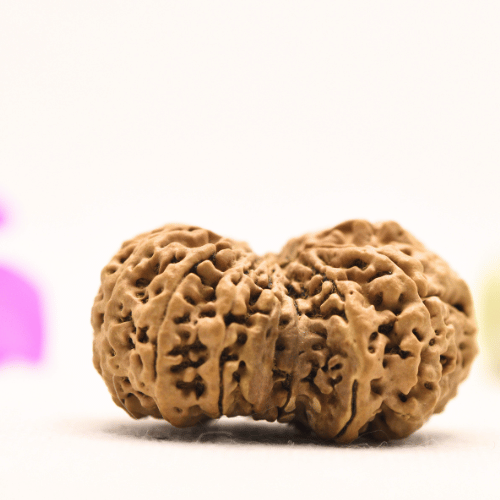13 Mukhi Nepali Rudraksha - Super Collector
