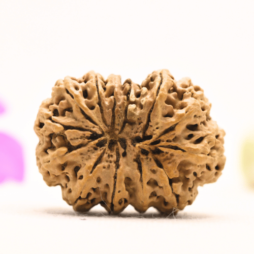 13 Mukhi Nepali Rudraksha - Super Collector