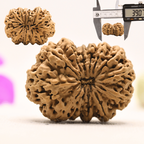 13 Mukhi Nepali Rudraksha - Super Collector