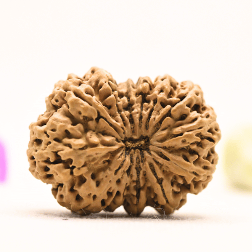 13 Mukhi Nepali Rudraksha - Super Collector