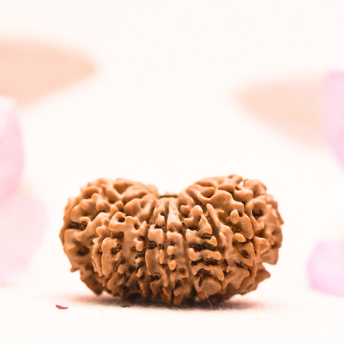 14 Mukhi Nepali Rudraksha - Collector